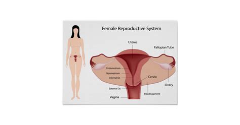 Female Reproductive System Poster Uk