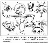 Plankton Organisms Unicellular Coloring Pages Fish Egg Color First Larvae Urchin Barnacle Crab Sea Description sketch template