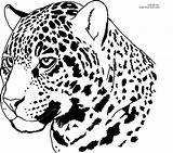 Drawing Jaguars Cheetah Leopard Jacksonville Tier Clipart Getdrawings Applikation Cheetahs Colorings Jag sketch template