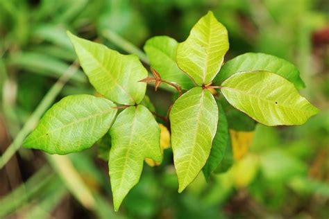 How Poison Ivy Works Jstor Daily
