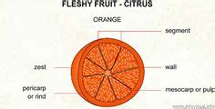 parts   orange diagram plants gardening plants fruits fleshy fruit citrus