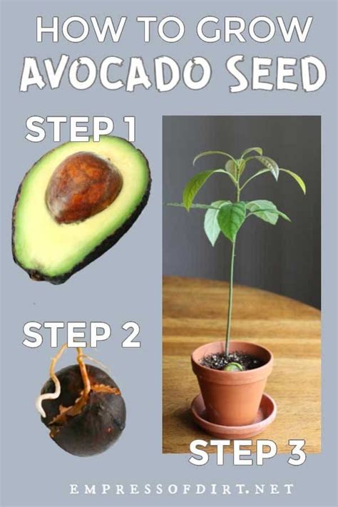 Forget The Toothpicks This Is The Easy Way To Grow Avocado From Seed