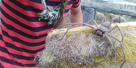 Giant Huntsman Spider Nicknamed Charlotte Captured On Camera In