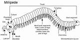 Millipede Millipedes Shongololo Legs Label They Biology Enchantedlearning Limbs Invertebrates Animal Arthropod Name Printouts Color Which Evolution sketch template