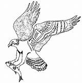 Osprey Coloring Color Pages Drawing Sheet Print Animals Getdrawings Animal Back sketch template