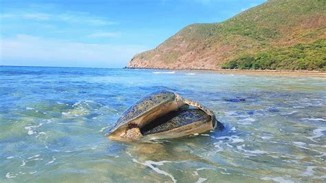 rùa biển giao phối Điệu nhảy của đại dương