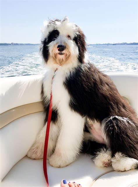 baby animals pictures cute animal  cute animals sheepadoodle