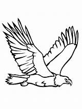 Eagle Coloring Pages Birds Printable sketch template