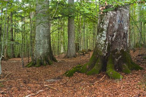 dateibayerischer wald mittelsteighuette jpg wikipedia