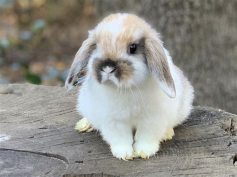 Holland Lop Rabbits For Sale Houston Tx 324990