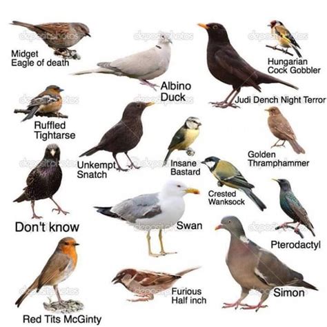 names  common birds rfunny