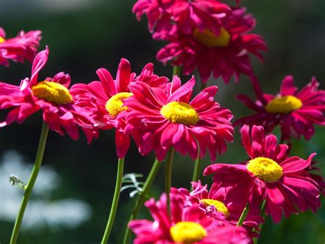 painted daisy perennials tips  growing painted daisies