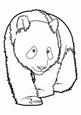 Panda Pandas Justcolor Coloriages Animale Stampare Everfreecoloring sketch template