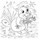 Beaver Beavers Supercoloring sketch template