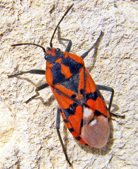 red soldier bug  stock photo public domain pictures