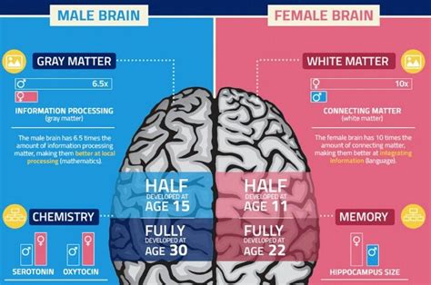 Male Brain Vs Female Brain Braingain Information Processing