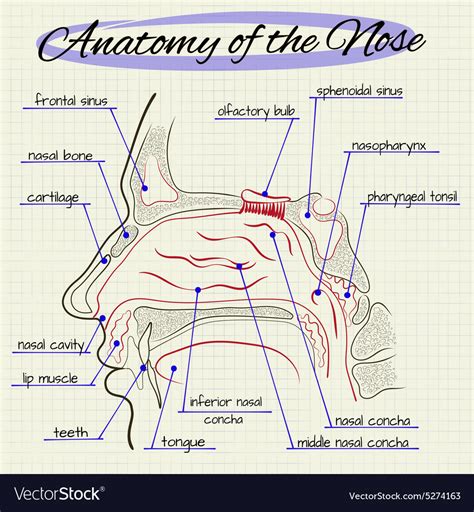 anatomy   nose