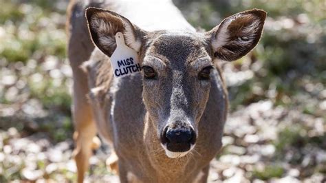the high stakes of texas whitetail deer breeding industry fort worth