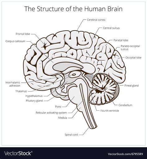structure  human brain section schematic vector image
