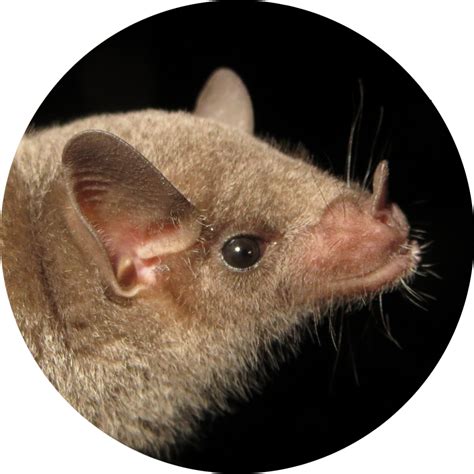 mexican long nosed bat bat week