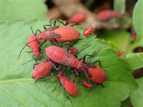 zoology species identification clusters  big plump red bugs  taipei biology stack exchange
