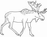 Moose Coloring Pages Elk Drawing Walking Alone Color Head Outline Printable Line Kidsplaycolor Christmas Kids Eland Kleurplaat Hunting Sheet Getcolorings sketch template