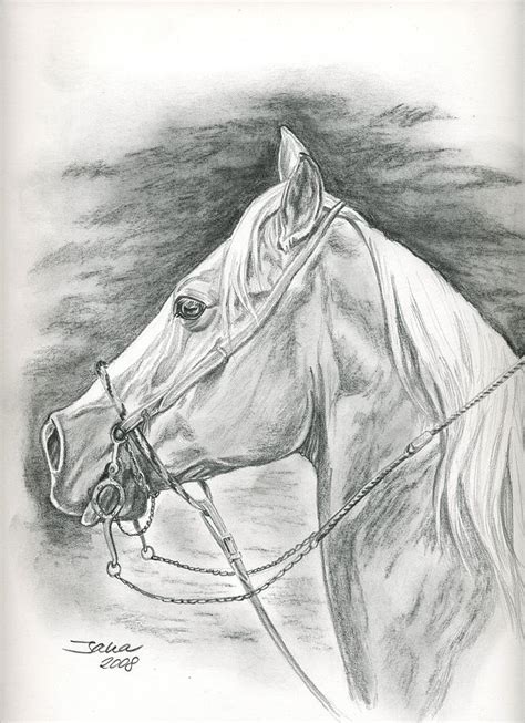 charros horse drawing  jana goode
