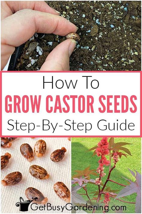 grow castor bean plant  seed   castor beans castor