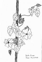 Ivy Vines Vine Sketches Coloring Drawings Template Pages sketch template