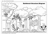 Tropical Ecosystem Daintree Jungle Rainforests Biomes sketch template