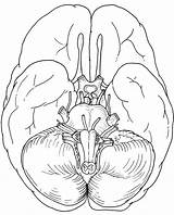 Nerves Cranial Diagram Blank Cranianos Nervos Nerve Anatomy Colorir Biologycorner sketch template