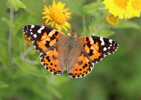uk        decade painted lady butterfly influx