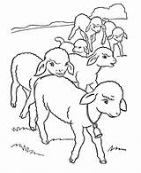 Coloring Lamb Easter Lambs Flock Little Sheets Pages Activity Printable Row sketch template