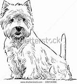 Terrier Scottish Sits Drawing Vector West Highland Dog Shutterstock Stock Coloring Choose Board sketch template