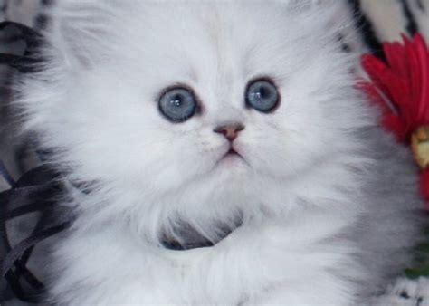 teacup kittens biological science picture directory pulpbitsnet