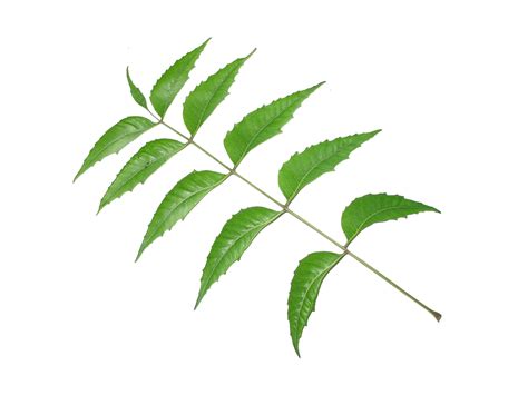 skin care benefits  neem