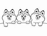 Cachorro Colorare Perritos Cuccioli Disegni Filhotes Perros Puppies Cachorros Gossets Filhote Pucciosi Maltese Cucciolo Pomeranian Dibuixos Unicorni Breed Husky Whiskers sketch template