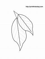 Coloring Leaves Leaf Pages Printable Palm Autumn Large Print Fall Branch Flower Sheets Maple Color Library Clipart Comments Kids Line sketch template