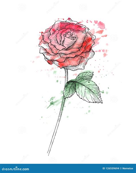blume rote rosen hand gezeichnet vektor abbildung illustration von
