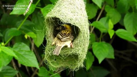 weaver bird making nest youtube