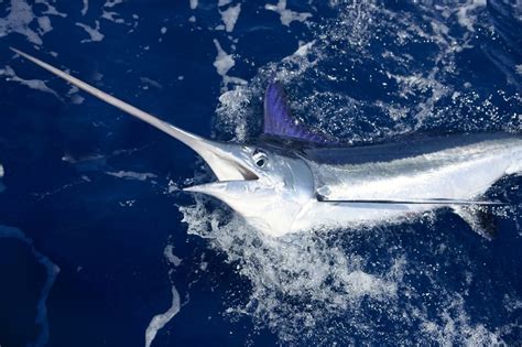 swordfish wild animals news facts