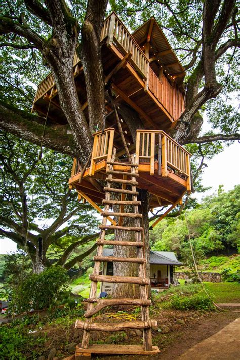 melhores ideias de building  treehouse  pinterest