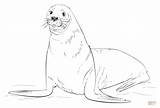 Seal Coloring Fur Pages Printable Brown Drawing Draw Elephant Seals Animal Foca Color Drawings Cute Kids Animals sketch template