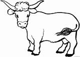 Coloring4free Cow Coloring Pages Horns Long Related Posts sketch template