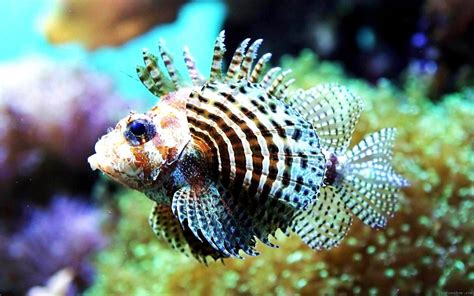 underwater fish fishes tropical ocean sea reef wallpapers hd