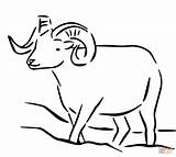 Sheep Dall Coloring Drawing Pages Alaska Bighorn Rocky Outline Balboa Printable Simple Mountain Getdrawings Color Getcolorings Designlooter Drawings Print 432px sketch template