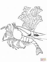 Shrimp Coloring Crustacean Pages Decapod Krill Printable Northern Color 1600px 35kb 1200 sketch template