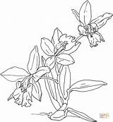 Orchid Coloring Orchids Pages Printable Flower Flowers Designlooter Popular Supercoloring Categories Kids sketch template