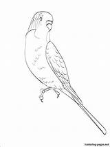 Budgie Birds Outline sketch template