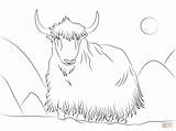 Yak Coloring Pluspng Pages Click Calf Mother Printable Template Designlooter sketch template